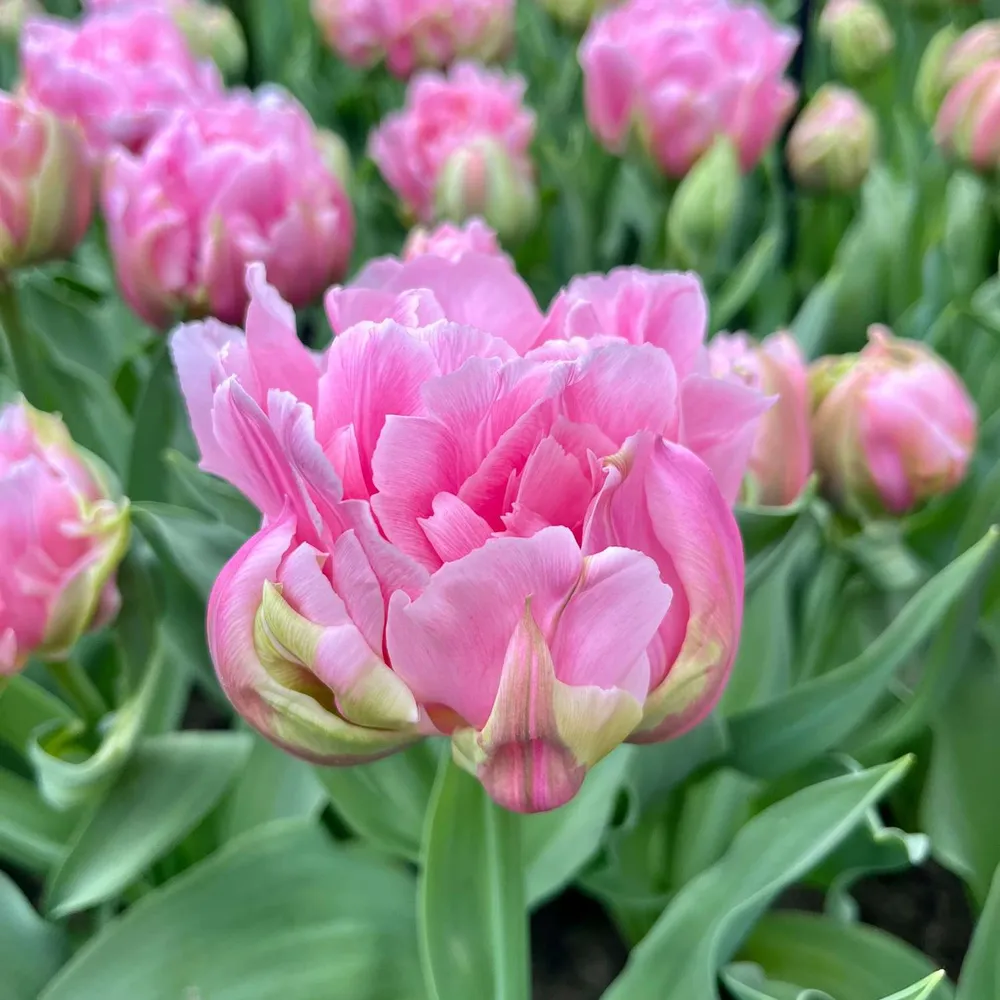 Tulpe 'Amorosa'
