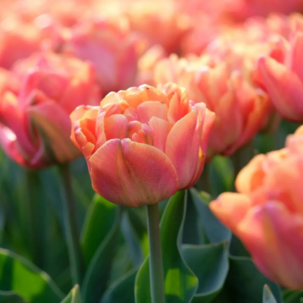 Tulpe 'Lorenzo'