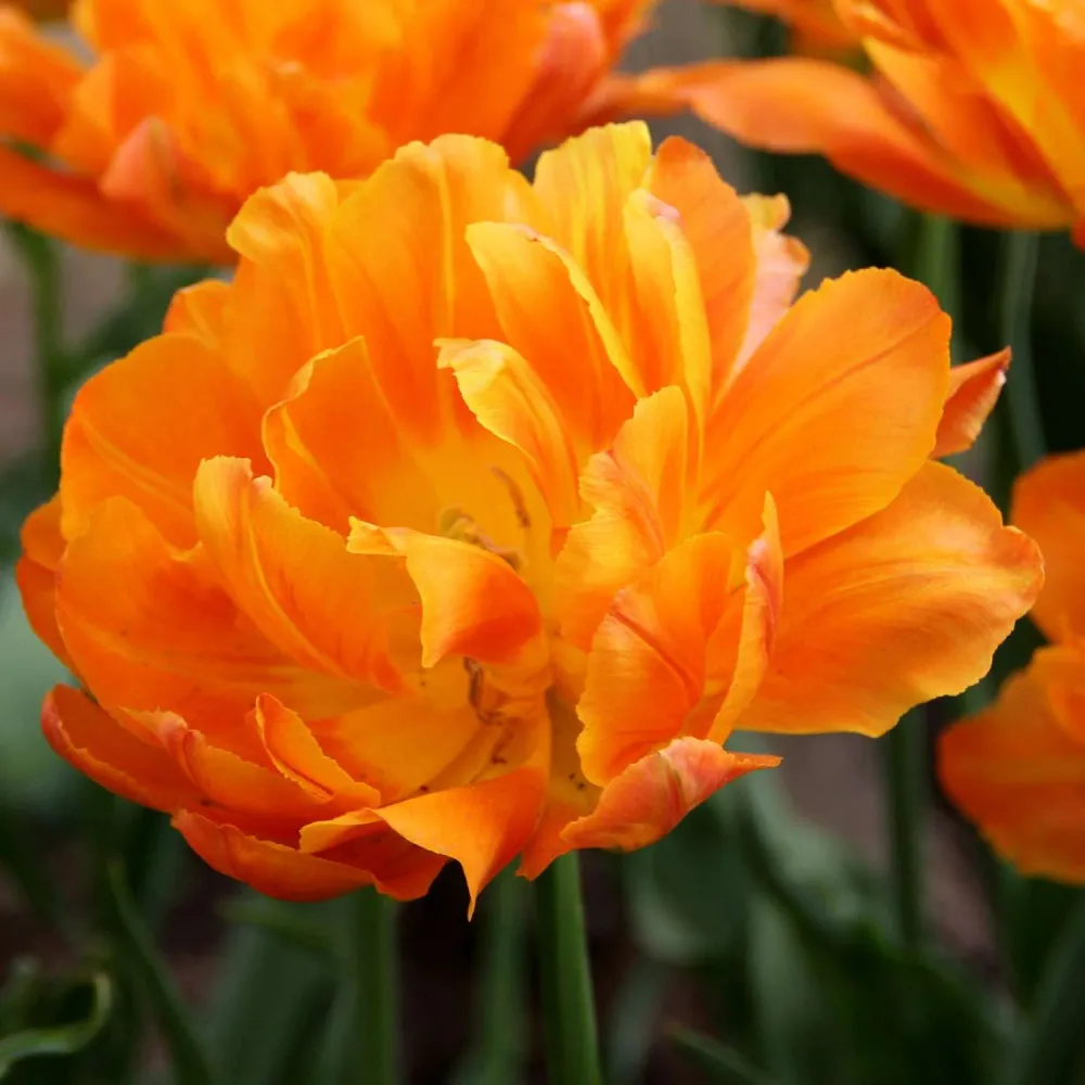 Tulpe 'Orca'