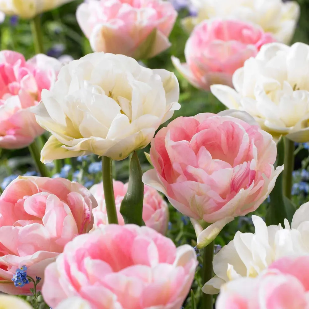 Tulpenmischung 'Camilla'