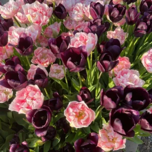 Tulpenmischung 'Isabella'